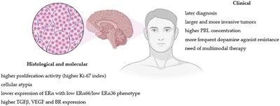 Prolactin-secreting pituitary adenomas: male-specific differences in pathogenesis, clinical presentation and treatment